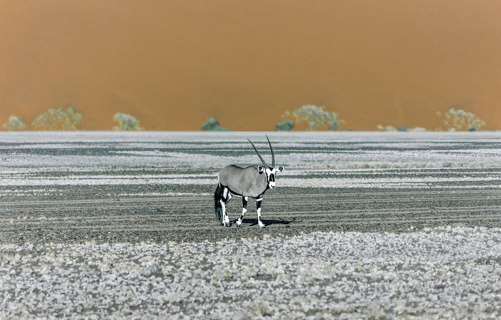 Namib Naukluft National Park Official Ganp Park Page